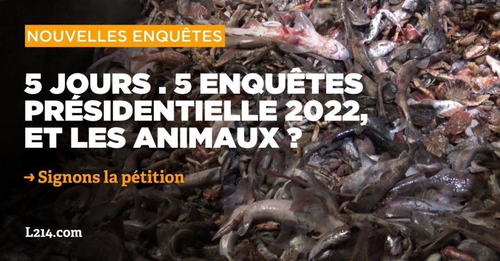 enquêtes elevage intensif pêche industrielle