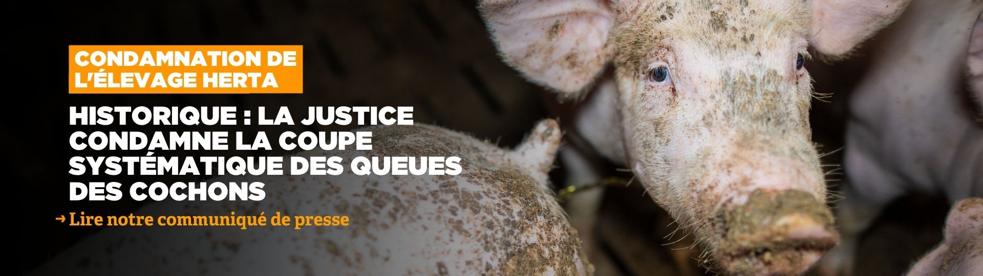 Historique : la justice condamne la coupe systématique des queues des cochons