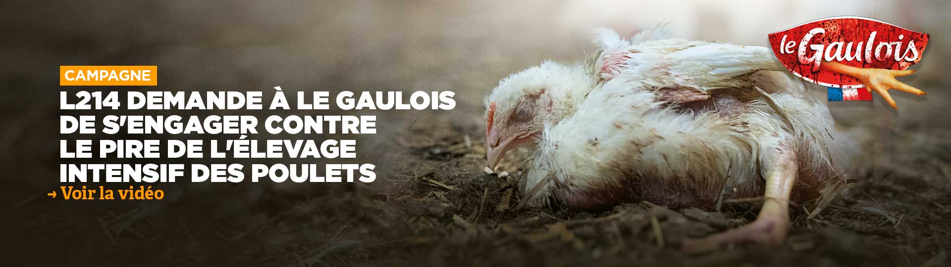 L214 demande à Le Gaulois de s'engager contre le pire de l'élevage intensif de poulets