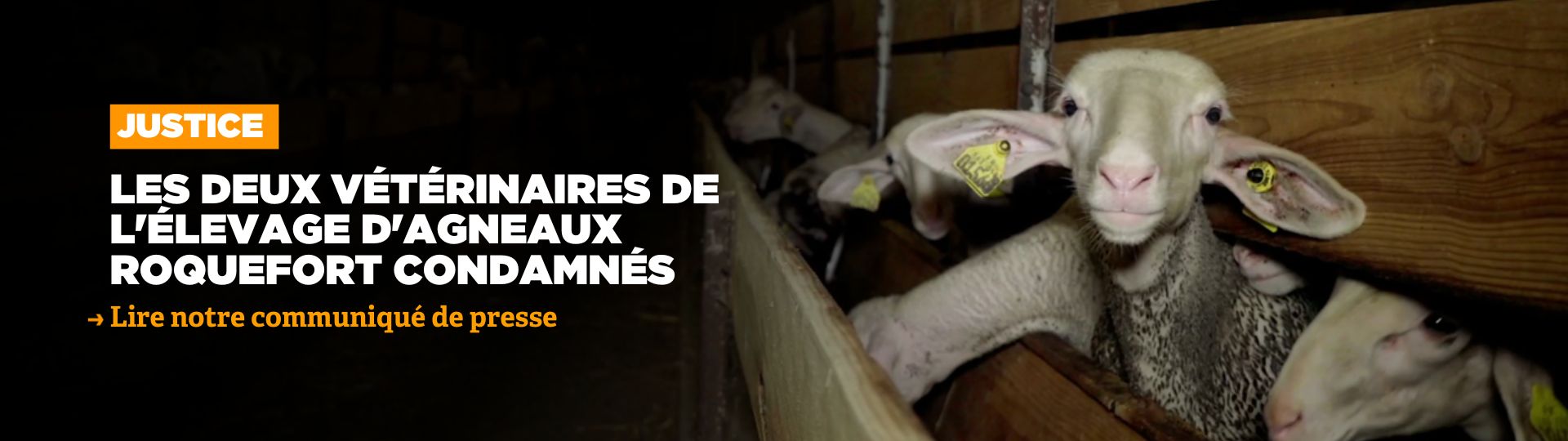 Les deux vétérinaires de l'élevage d'agneaux Roquefort condamnés