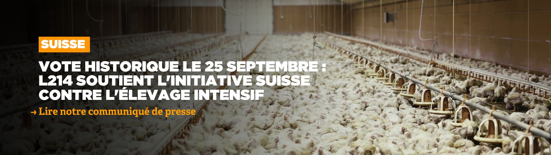 L214 soutient l'initiative suisse contre l'élevage intensif