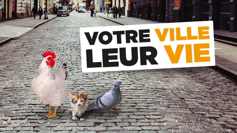 L214 lance le classement Une ville pour les animaux