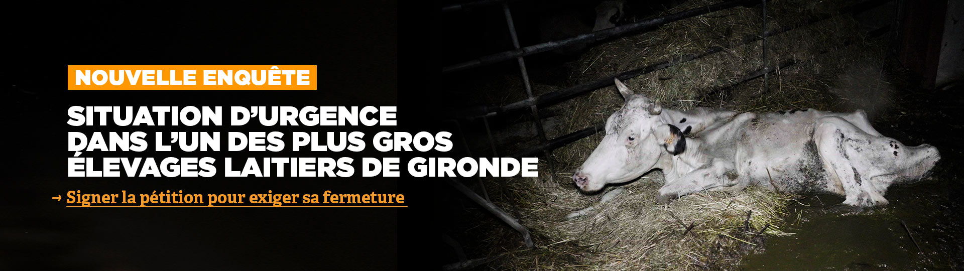 Urgence dans l'un des plus gros élevages de vaches laitières de Gironde