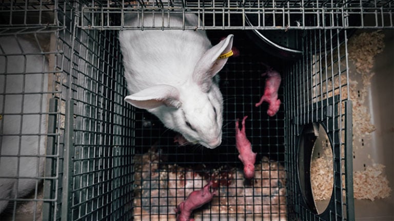Exiguïté des cages en élevage de lapins