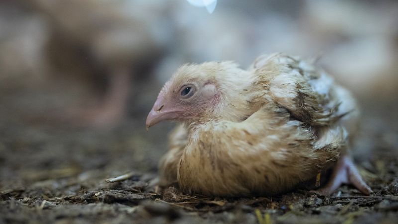 Poulets Doux