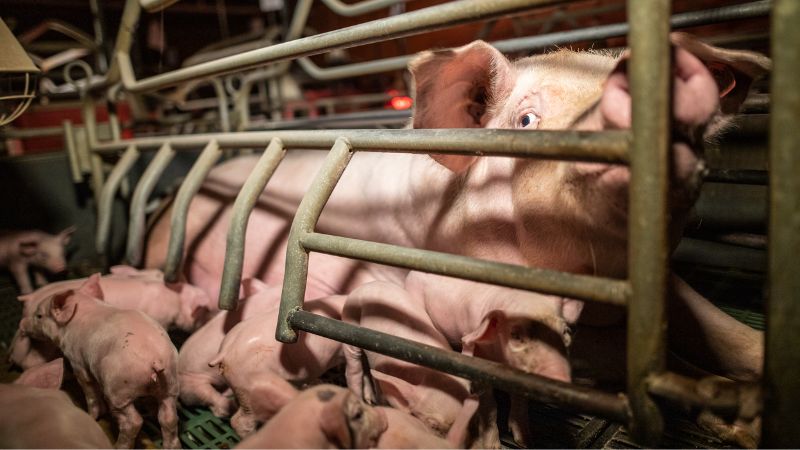 Relaxe d'un élevage Herta sur la coupe systématique des queues des cochons