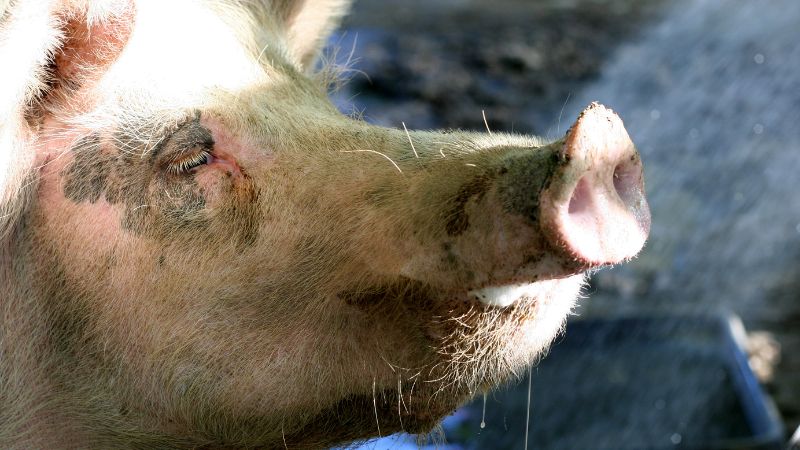 Premiers engagements sur les cochons