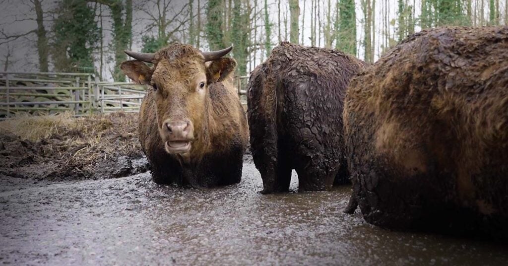 enquête dans un élevage de bovins en Bretagne