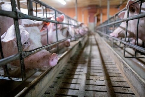 Cochons en élevage intensif