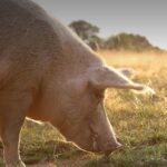 Cochon, Porc, Porcin