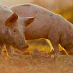 faire un don &agrave; L214