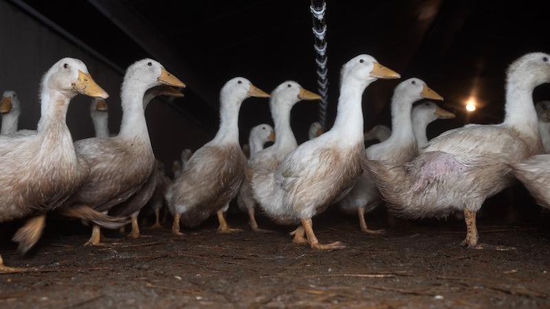 Photo des canards dans un espace clos et sombre.