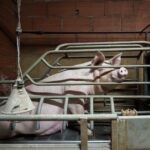 Truie en cage dans un &eacute;levage de cochons