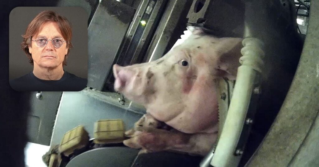 Nouvelle enquête - abattoir de Charlieu