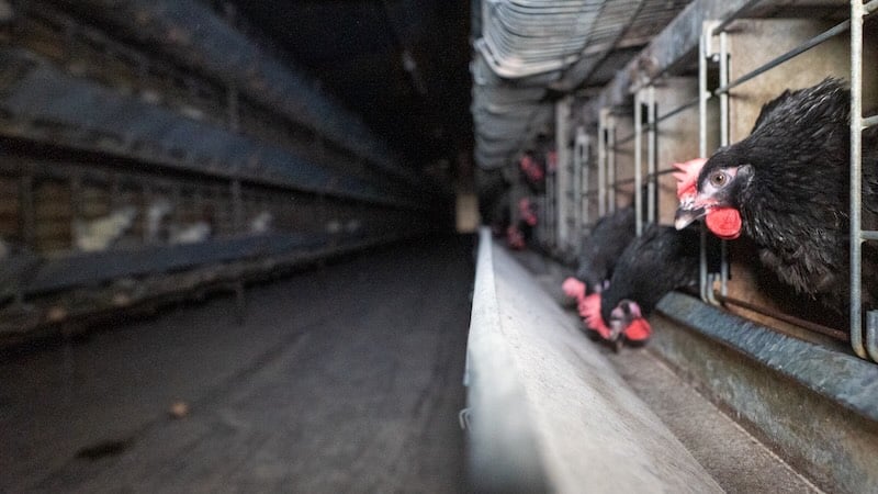 poules élevées dans les élevages de la Sasso dans les Landes