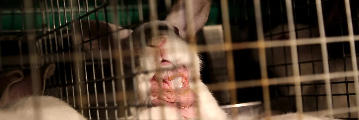 Elevage Lapin Plaies