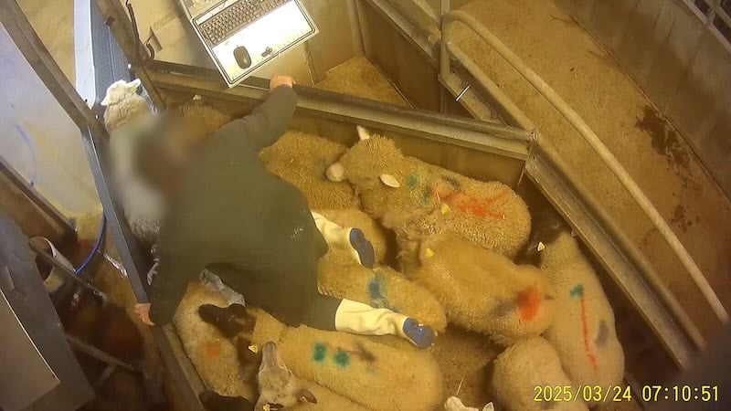 Un employé marche sur un mouton
