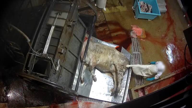 bovin au sol dans à l'abattoir de Meaux