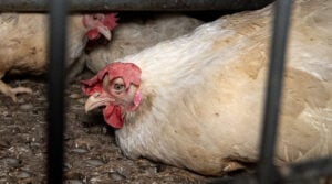 nouvelle enquête L214 dans un élevage de Hendrix Genetics