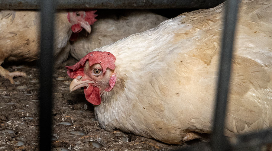 nouvelle enquête L214 dans un élevage de Hendrix Genetics