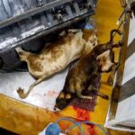 Enqu&ecirc;te &agrave; l'abattoir public de Porto-Vecchio - Juillet 2025