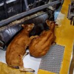 Enqu&ecirc;te &agrave; l'abattoir de Porto-Vecchio en Corse. Juillet 2025