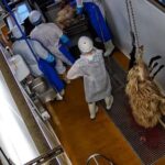 Enqu&ecirc;te &agrave; l'abattoir de Porto-Vecchio en Corse - DDPP - Juillet 2025