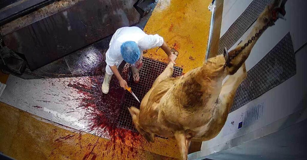 Enquête à l'abattoir de Porto-Vecchio en Corse - Juillet 2025