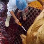 Enqu&ecirc;te &agrave; l'abattoir de Porto-Vecchio en Corse - Juillet 2025