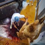 Enqu&ecirc;te &agrave; l'abattoir de Porto-Vecchio en Corse - Juillet 2025