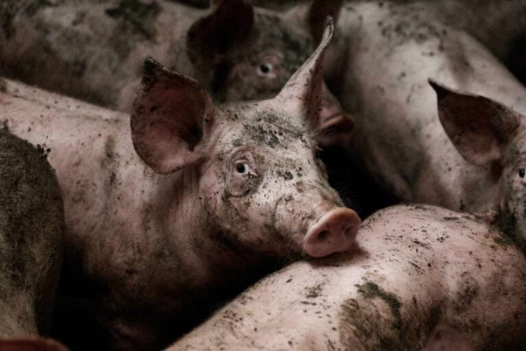 Cochons entassés dans un élevage