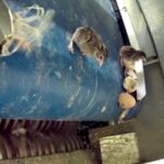 Broyage de pintadeaux dans un couvoir des Deux-S&egrave;vres