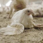 Elevage de poulets en France