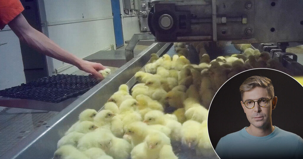 Image de broyage de poussins au couvoir Boyé Accouvage dans les Deux-Sèvres.