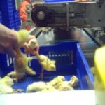 Photo du broyage des poussins au couvoir Boy&eacute; Accouvage