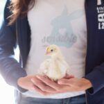 sauvetage de poussins