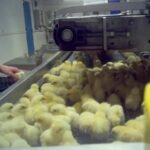 Des poussins sont lanc&eacute;s comme des balles dans un broyeur.