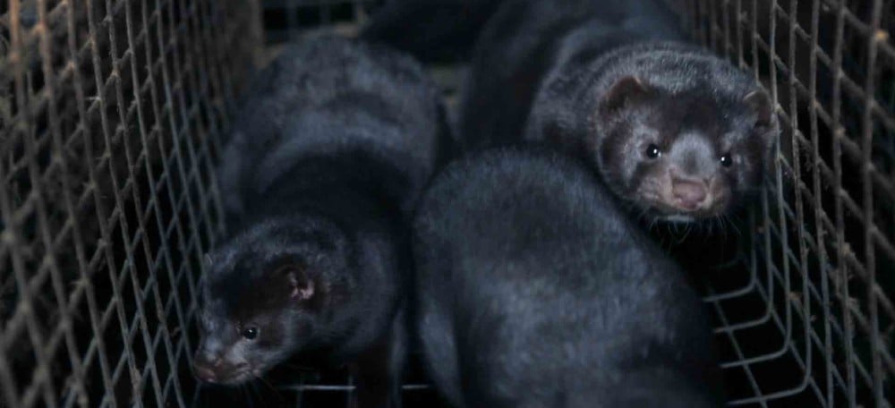 Regard triste de visons détenus en cage dans un élevage en Vendée