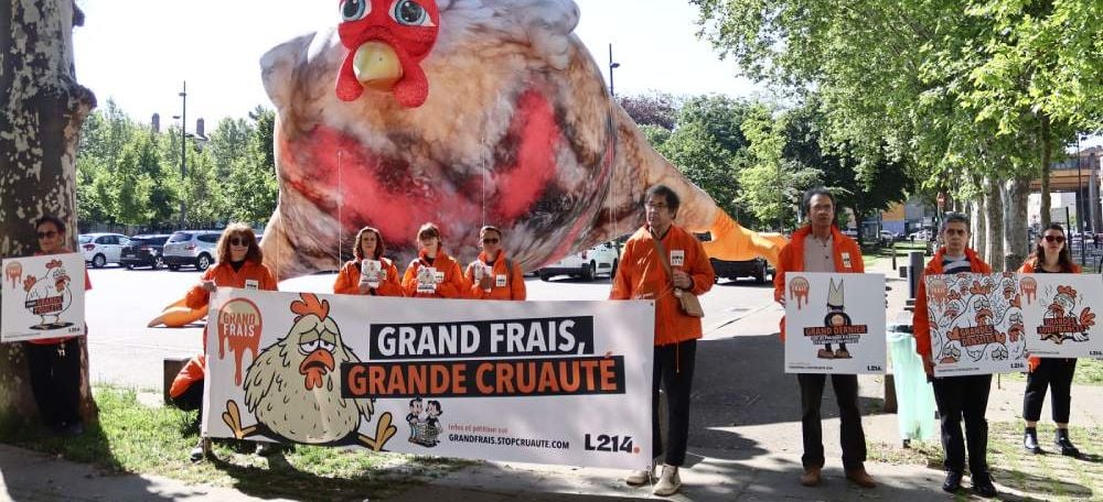 Manifestation de l'association L214 avec un poulet gonflable géant devant le siège de Grand Frais à Saint-Etienne