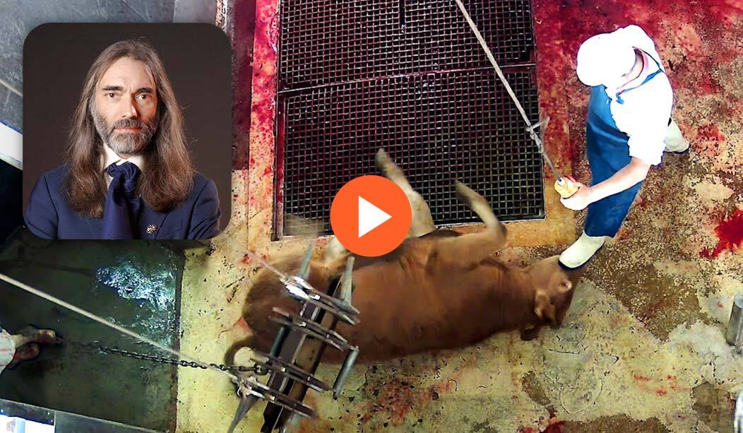 Abattoir de Cosne-Cours-sur-loire&nbsp;: le chaos absolu