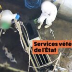 Les porcelets a l'abattoir de Cosne-Cours-sur-Loire sont &eacute;tourdis sans contention devant les services v&eacute;t&eacute;rinaires
