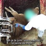 Enqu&ecirc;te &agrave; l'abattoir de Cosne-Cours-sur-Loire. Des op&eacute;rateurs s'acharnent sur les animaux