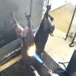 Des cochons sont br&ucirc;l&eacute;s au chalumeau alors qu'ils sont encore en vie