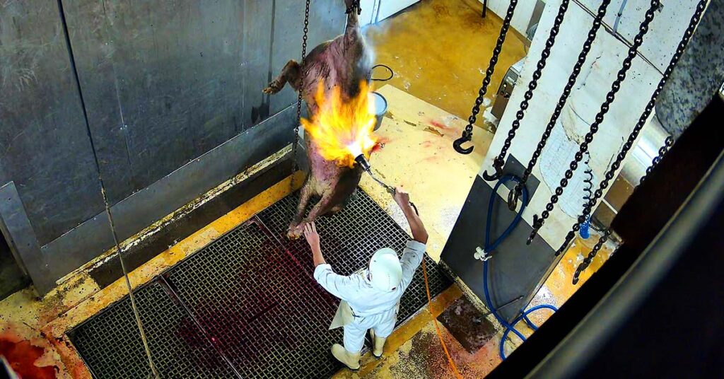 L214 publie une enquête sur l'abattoir de Cosne-Cours-sur-Loire dans la Nièvre