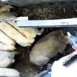 Les moutons sont tous &eacute;tourdis en violation &agrave; la r&eacute;glementation