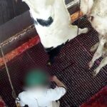 Vaches d&eacute;capit&eacute;es vivantes &agrave; l'abattoir de Cosne-Cours-sur-Loire