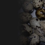 Enqu&ecirc;te dans un &eacute;levage intensif de cailles en Vend&eacute;e. Ces oeufs sont vendus sous la marque Fili&egrave;re Qualit&eacute; Carrefour. La r&eacute;alit&eacute; est &agrave; l'oppos&eacute; des mentions rassurantes de Carrefour.