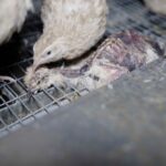 Cet &eacute;levage vend&eacute;en fournit en oeufs de caille la Fili&egrave;re Qualit&eacute; Carrefour. Les animaux vivent dans des conditions insalubres et cruelles.