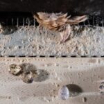 Cet &eacute;levage vend&eacute;en fournit en oeufs de caille la Fili&egrave;re Qualit&eacute; Carrefour. Les animaux vivent dans des conditions insalubres et cruelles.