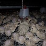 Cet &eacute;levage vend&eacute;en fournit en oeufs de caille la Fili&egrave;re Qualit&eacute; Carrefour. Les animaux vivent dans des conditions insalubres et cruelles.